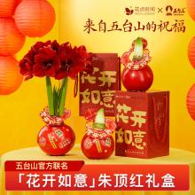 花点时间朱顶红腊球（红色腊球）