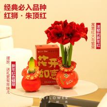 朱顶红腊球（红色腊球）花点时间