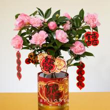 花点时间[锦上添花]香妃茶花盆栽